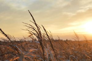 Hva gjør prosjektgrupper og team effektive?